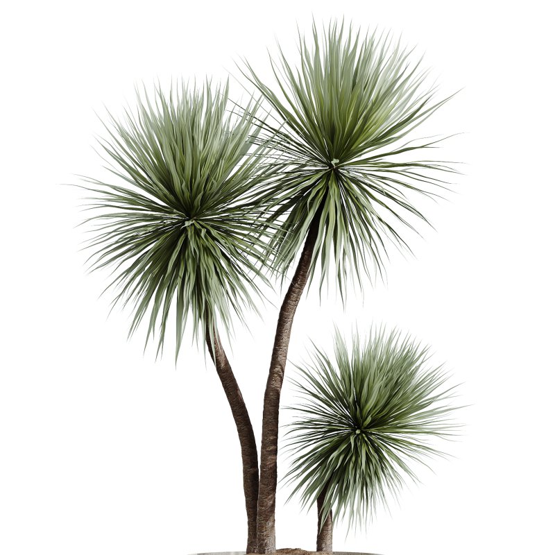 Indoor plant - Image 5