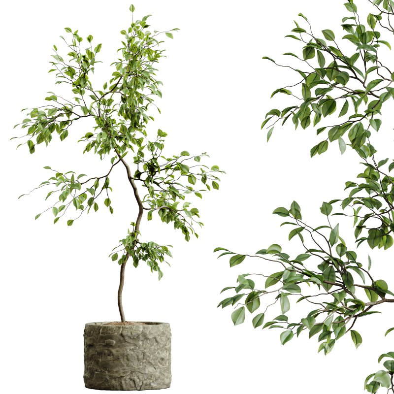 AV Indoor Plants Set 304 Areca Palm and Dracaena Marginata and Lemon Dragon and Ficus - Image 4