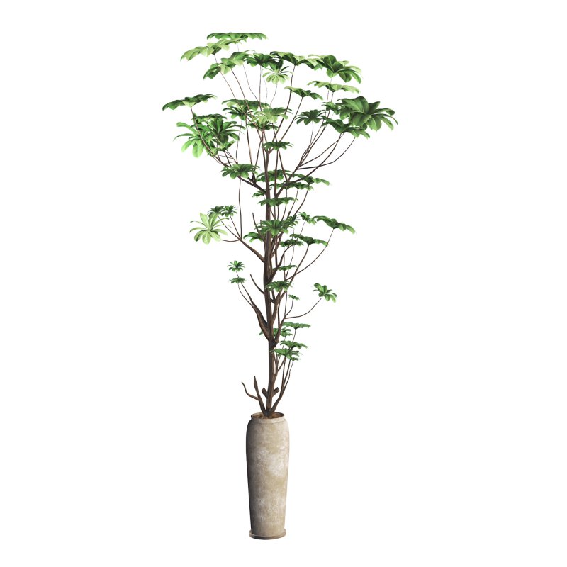 indoor plant 010 - Image 4