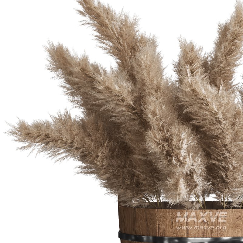 Light Cream Color Pampas Collection Set 23 - Image 2