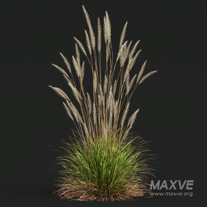 ntal grass hybrid that brings vertical elegance to any garden or architectural visualization. Originally cultivated in Germany and widely popularized across Europe and North America, this perennial grass features upright, feather-like plumes and narrow green blades that shift to golden hues in late summer. Its architectural form, graceful sway in the wind, and low-maintenance nature make it a favorite among designers looking to evoke movement, rhythm, and a naturalistic softness in modern landscapes. - Image 3