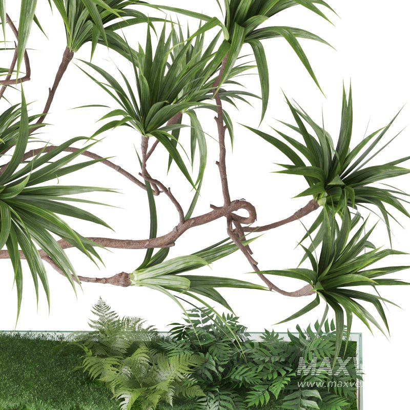 Indoor_Plant_Yucca_Set_12 - Image 4