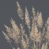 ntal grasses: Cortaderia Selloana (Pampas Grass) and Nassella Tenuissima (Mexican Feather Grass). With their graceful, airy plumes and gently arched green blades, these models are ideal for naturalistic landscapes, boho gardens, wild gardens, or accent planting. - Thumbnail 1