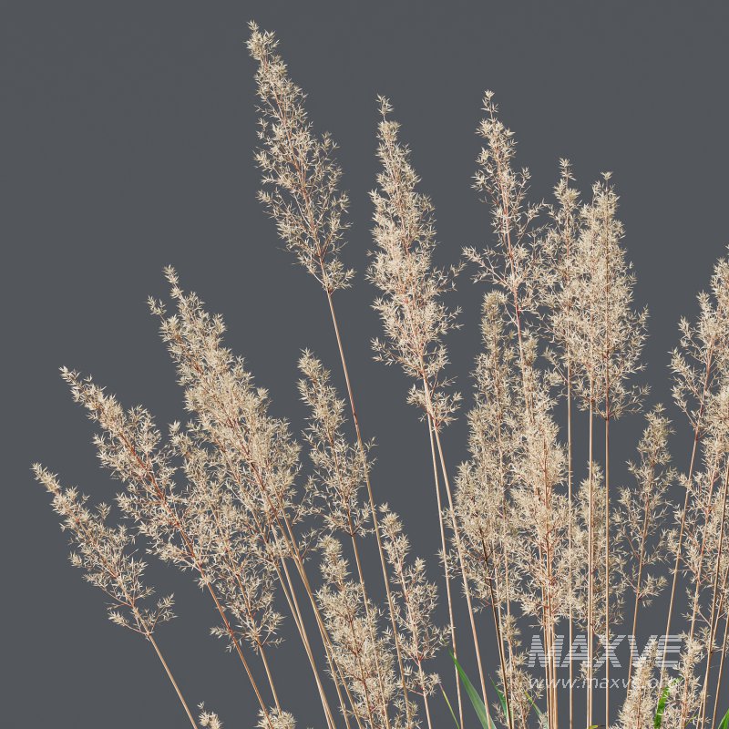 ntal grasses: Cortaderia Selloana (Pampas Grass) and Nassella Tenuissima (Mexican Feather Grass). With their graceful, airy plumes and gently arched green blades, these models are ideal for naturalistic landscapes, boho gardens, wild gardens, or accent planting. - Image 1