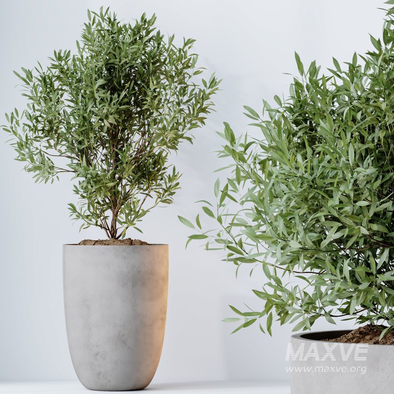 AV Indoor Plants Set 347 Arbequina Olive and Ficus Cyathistipula and Cunjevoi Alocasia and Yucca Palm - Image 5