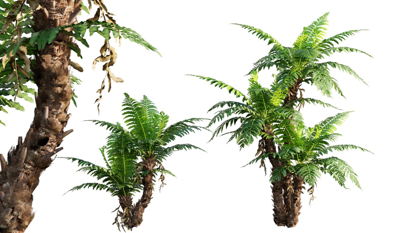 Collection 09 – Fern Garden - Image 12