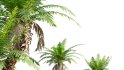 Collection 09 – Fern Garden - Thumbnail 25