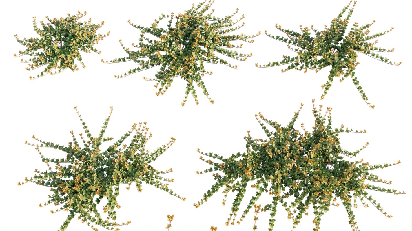 Collection 11 – Ground cover – Vines and Creepers - Image 34