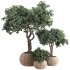 Indoor Tree in Pot Collection - Thumbnail 1