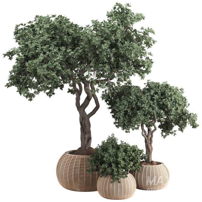 Indoor Tree in Pot Collection - Image 1