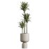 AV Indoor Plants Set 348 Olive Tree and Rhapis Excelsa Lady Palm and Warneckii Lemon - Thumbnail 2