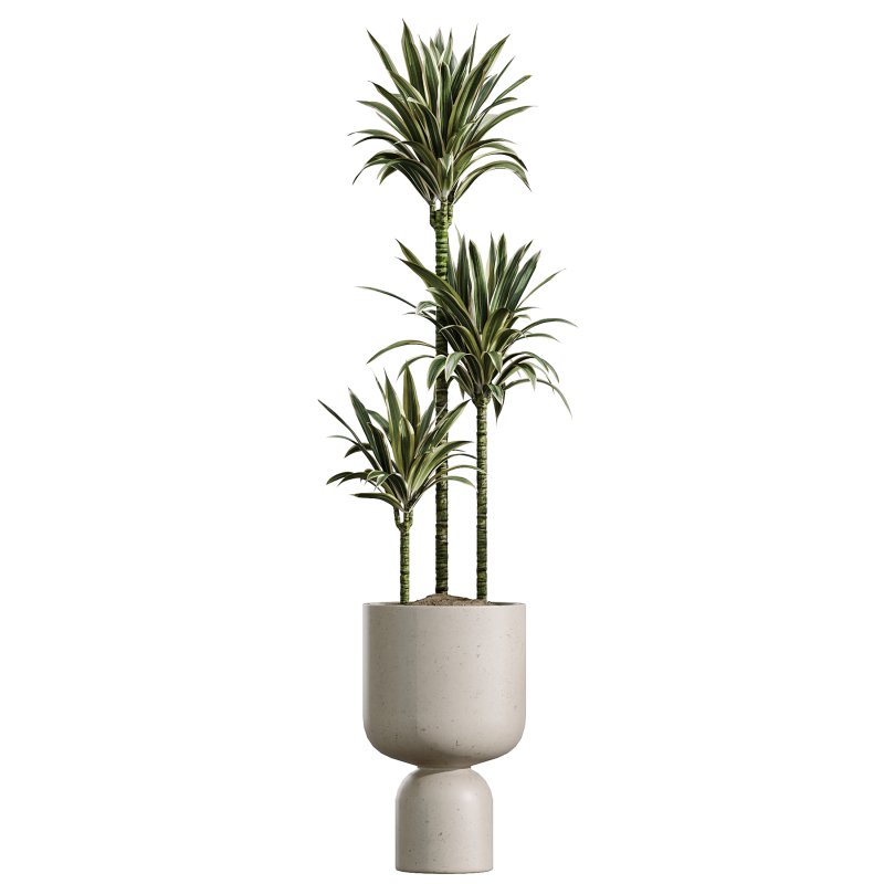 AV Indoor Plants Set 348 Olive Tree and Rhapis Excelsa Lady Palm and Warneckii Lemon - Image 2