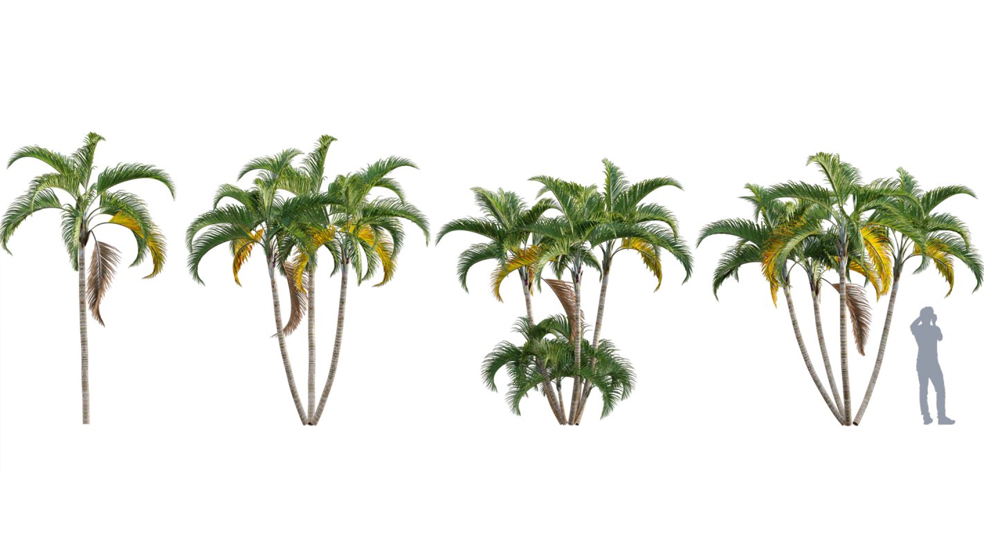 Collection 10 – Palm garden - Image 13