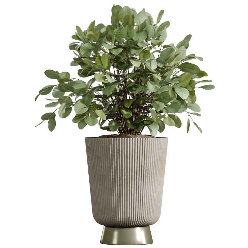 AV Indoor Plants Set 346 Alocasia Wentii and Olive Eucalyptus and Yucca Palm and Foliage Dollar - Image 1