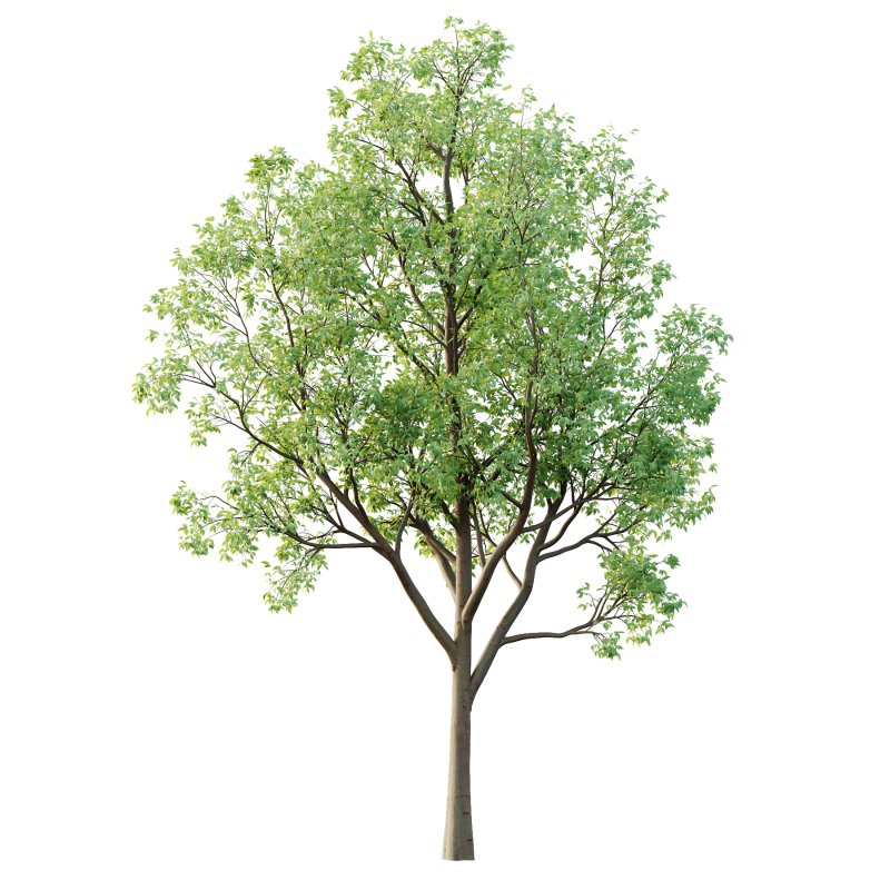 Celtis australis Tree 04 - Image 2