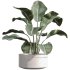 AV Indoor Plants Set 257 Dracaena Marginata and Olive and Bird of paradise - Thumbnail 1