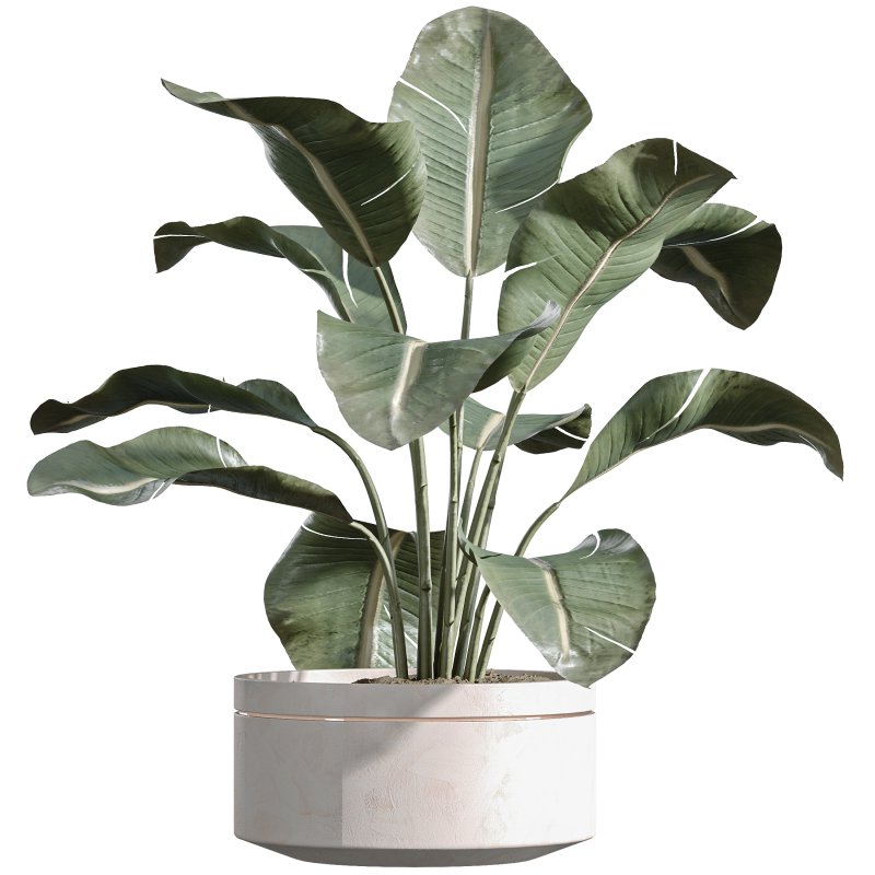 AV Indoor Plants Set 257 Dracaena Marginata and Olive and Bird of paradise - Image 1