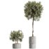 AV Indoor Plants Set 353 Spineless Yucca and Mission olive and Ravenala Banana - Thumbnail 5