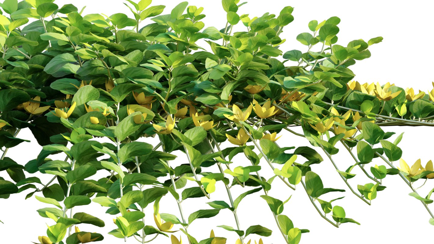 Collection 11 – Ground cover – Vines and Creepers - Image 33