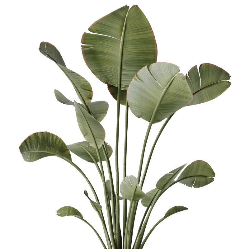 AV Indoor Plants Set 363 Yucca Palm and Banana Nicolai and Arbequina Olive - Image 2