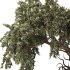 Bonsai - Thumbnail 2