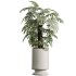 AV Indoor Plants Set 355 Dracaena Lime Cane Dragon and Elegant Monstera and Mission Kalamata - Thumbnail 2