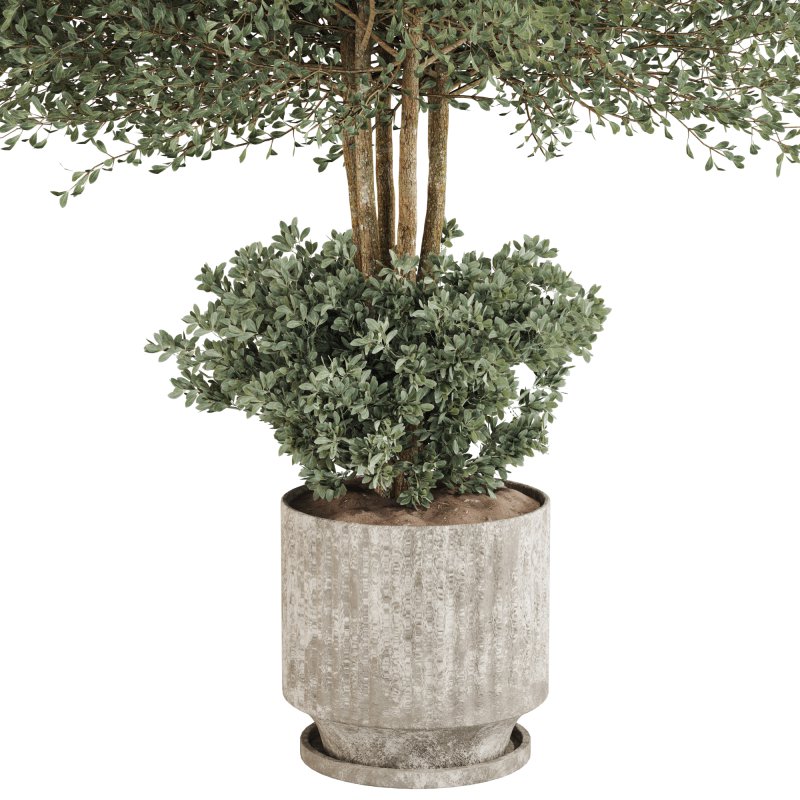 Indoor Plant in Pottery Pot - Image 3