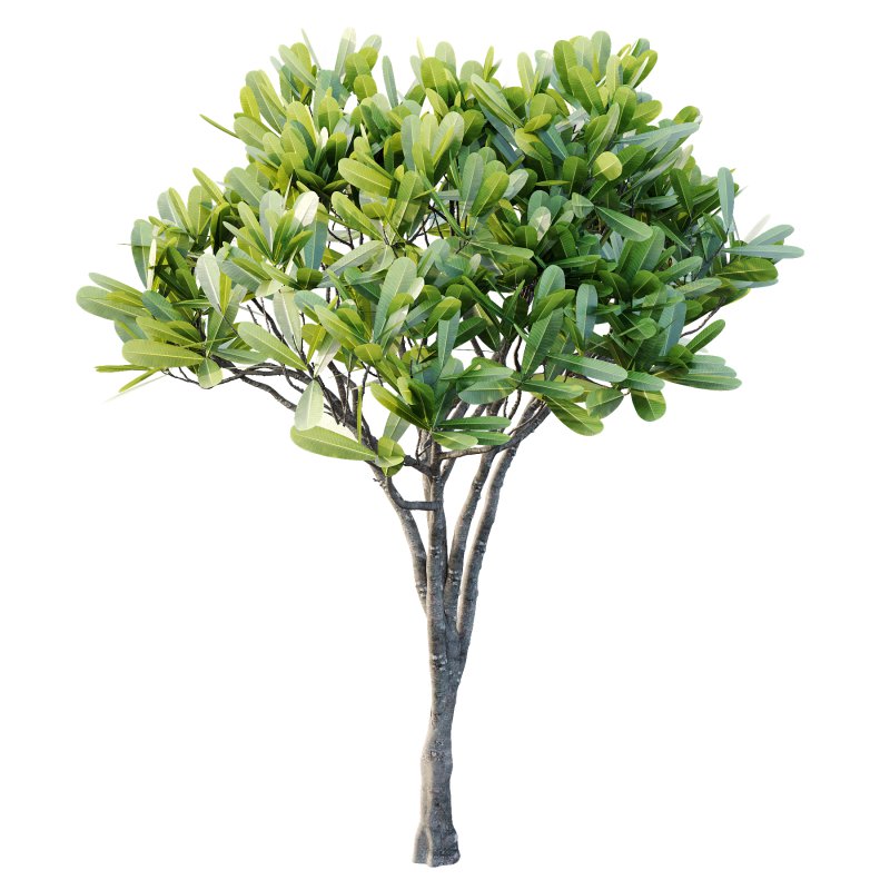 Plumeria Obtusa plant 03 - Image 7