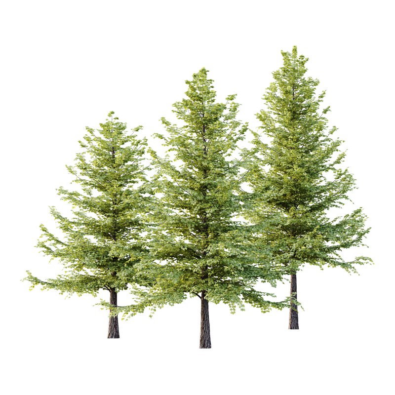 Tilia platyphyllos Tree 09 - Image 3