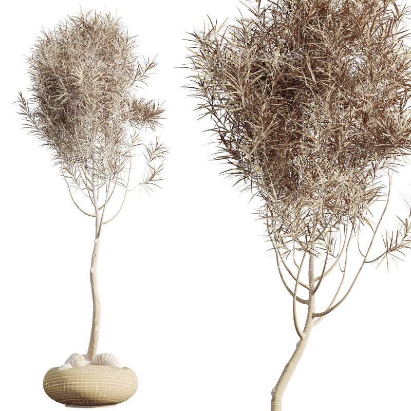 AV Indoor Plants Set 358 Ficus Dracaena Marginata and Banana Strelitzia Nicolai - Image 10