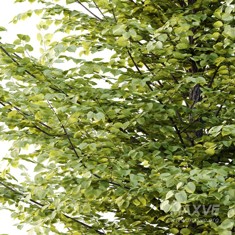 Tilia platyphyllos Tree 12 - Image 5