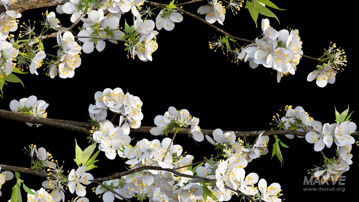 Collection 17 – Chinese garden - Image 31