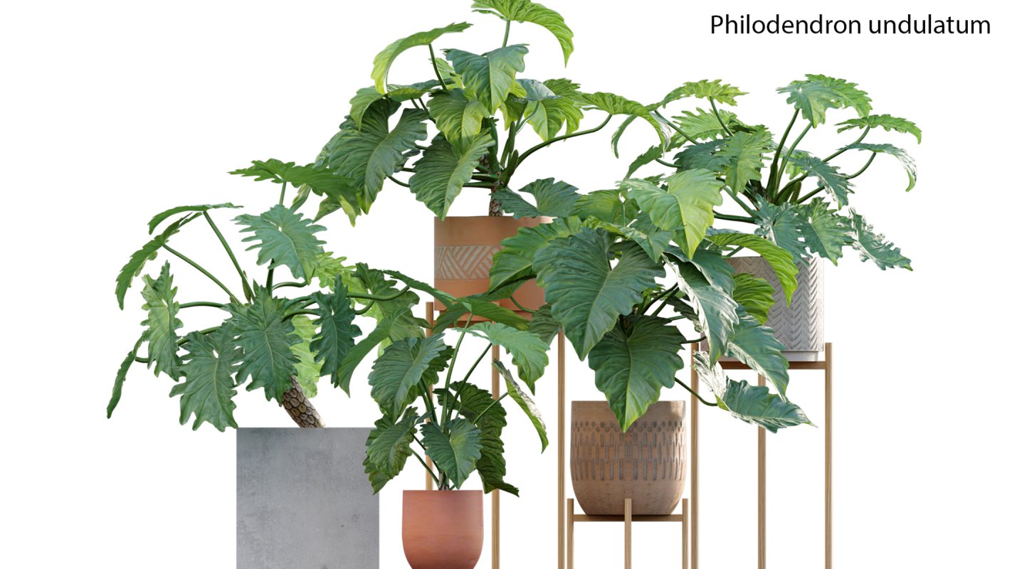 Collection 15 – Interior Plants - Image 17