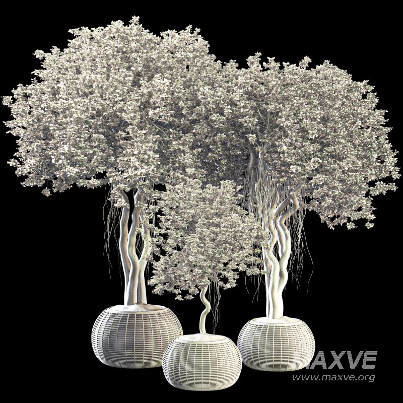 Indoor Tree in Pot Collection - Image 6