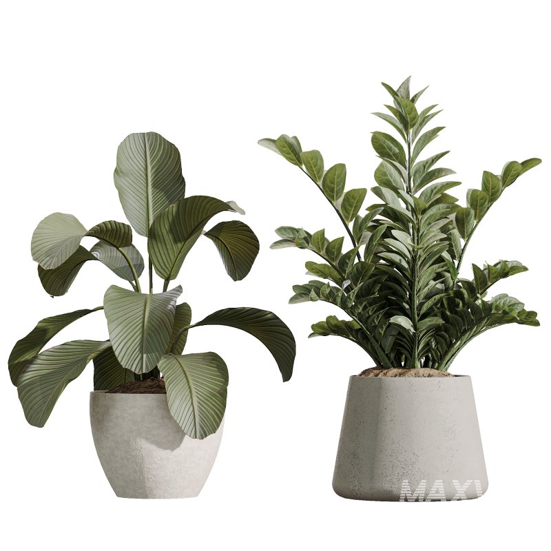 AV Indoor Plants Set 367 Japandi Decorative and Zamiifolia and Calathea Lutea and Dracaena Warneckii - Image 7