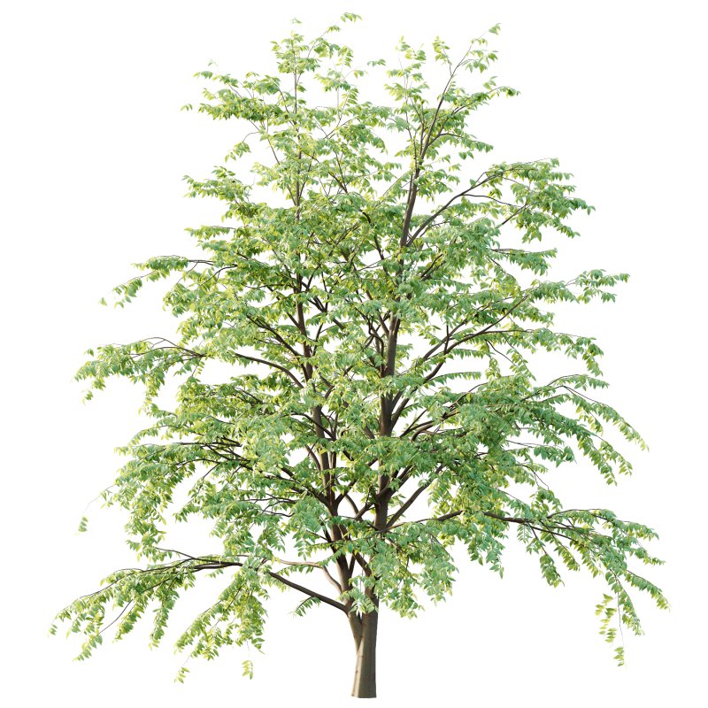 Celtis australis Tree 06 - Image 4