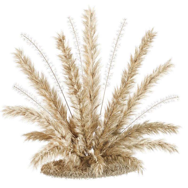 Natural dried pampas grass - Image 2