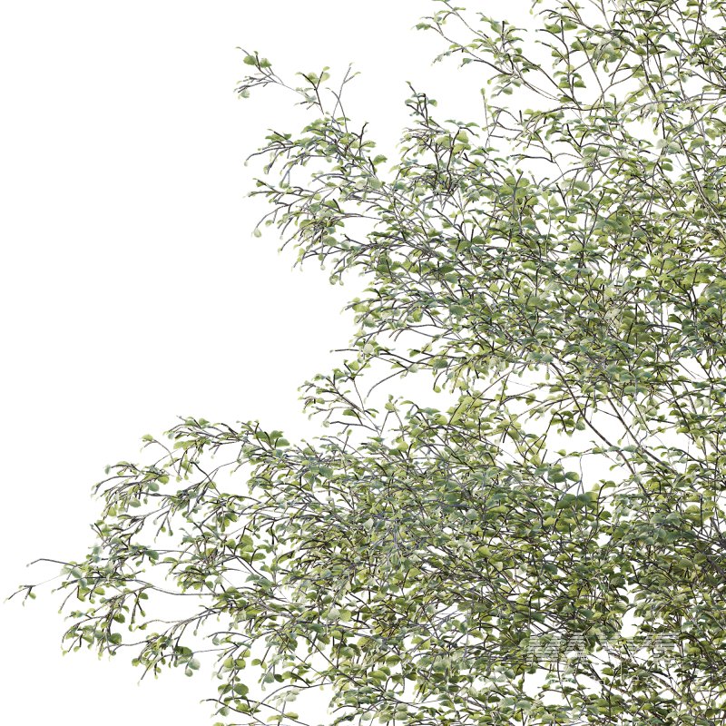 AV Plants Alnus Glutinosa Tree09 - Image 3