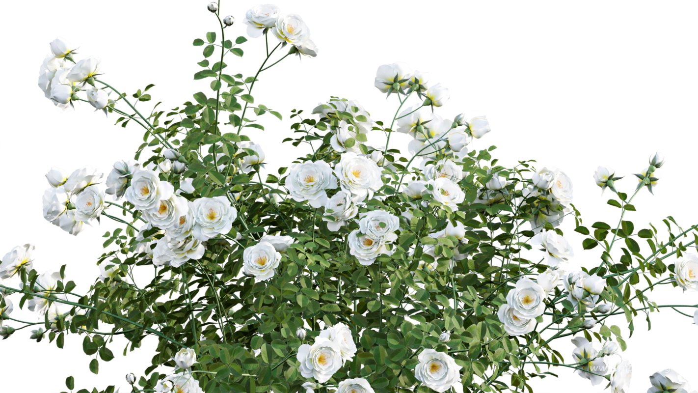 Collection 08 – Rose Garden - Image 32