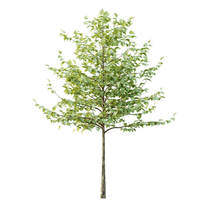 Sycamore Platanus Tree 08 - Image 7