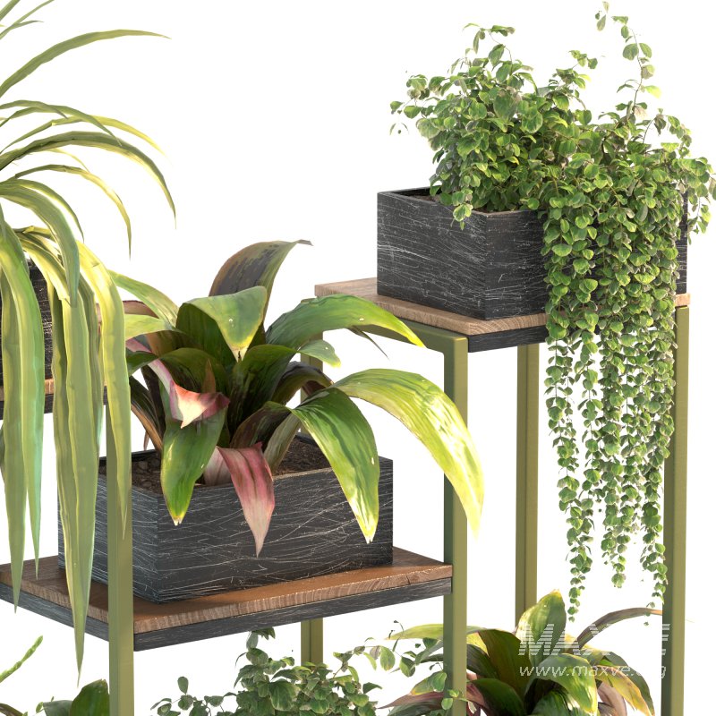 Plant Set 08 - Image 6