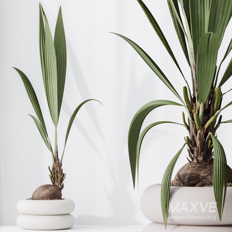 AV Indoor Plants Set 332 Swiss Cheese and Mission Olive and nucifera Coconut Palm - Image 1
