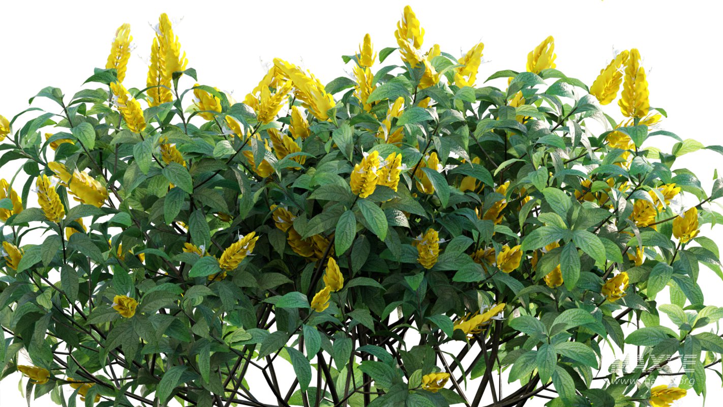 Collection 07 – Central America Garden - Image 24