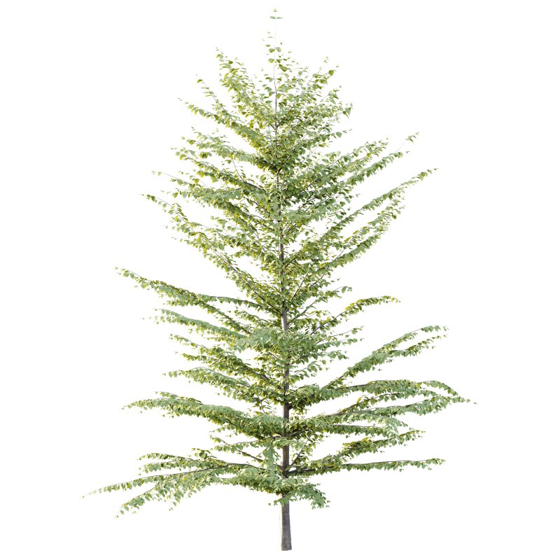 Different Trees 56 - Image 1