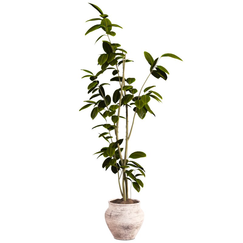 Bonsai Jungle Ficus - Image 3