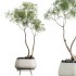 AV Indoor Plants Set 342 Ficus Marginata and Yucca Rostrata and Japandi Ficus - Thumbnail 5
