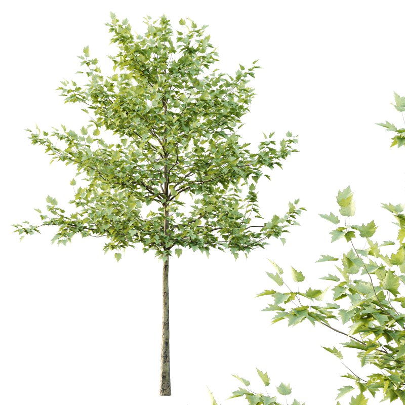 Sycamore Platanus Tree 07 - Image 4