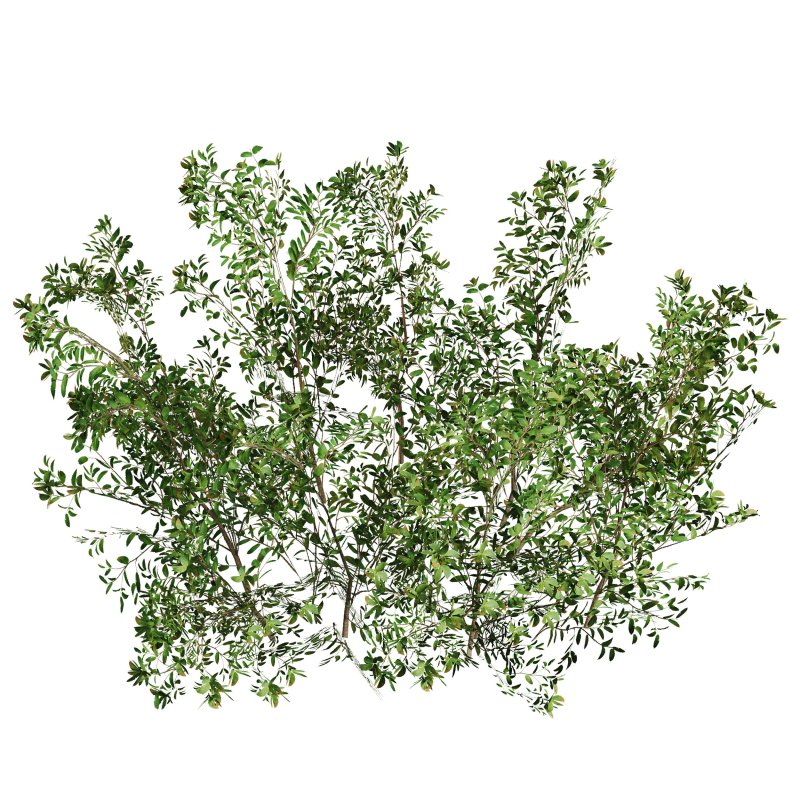 Green shrub natural pack - Image 4