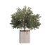 Lemon Tree in Pot Collection - Thumbnail 4