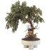 Bonsai - Thumbnail 1